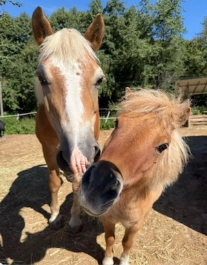 Shetlandpony Wallach 5 Jahre