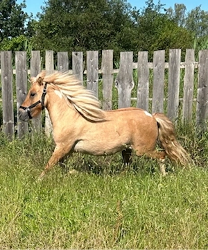 Shetlandpony Wallach 5 Jahre