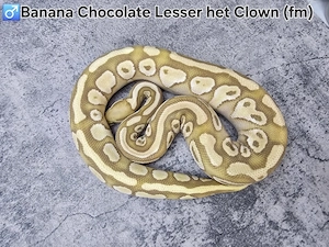 1.0 Banana Chocolate Lesser het Clown (female maker) Königspython, Python Regius 