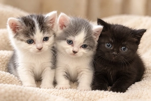 BKH kitten Katzen Babykatze 