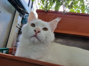 Maine coon Kater kastriert  geimpft 