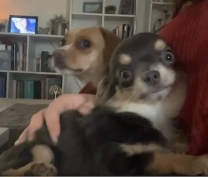 Chihuahuarüde 6 Monate 