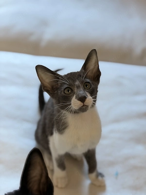 Orientalisch Kurzhaar   OKH Kitten - Abgabebereit