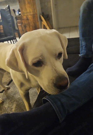Weißer Labrador Retriver 