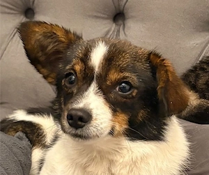 Louie - kleiner Kerl sucht große Liebe!