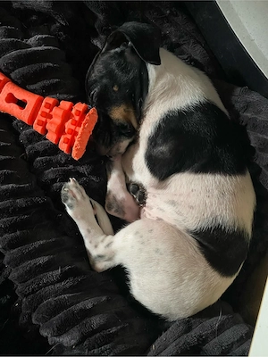 Zuckersüße Jack Russell Welpen - auszugsbereit