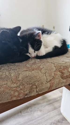 Katzen Kitten