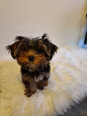 Yorkshire Terrier Mädchen 3,5 Monate 