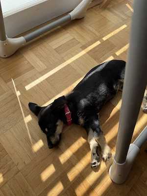 Wunderschöne Dackelmix Dame   