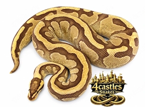 Königspython Enchi-Fire-YellowBelly 0,1 "proven breeder"