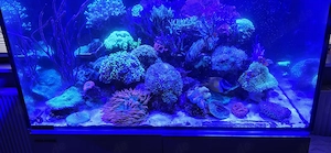 Meerwasseraquarium Aquamedic armadus 375XD Komplett 