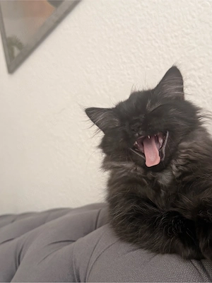 Reinrassige Perser kater