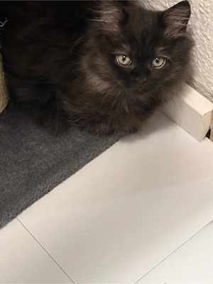 Reinrassige Perser kater