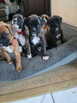 Süße Boxerwelpen suchen ein liebevolles Zuhause