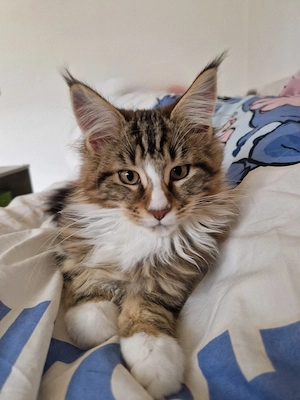 Main Coon Baby Kater 