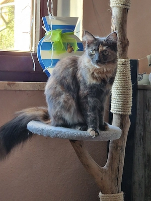 Maine Coon  (tragend) 
