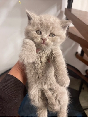 BKH Kater Lilac