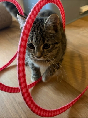 BKH-Siam Mix Kitten
