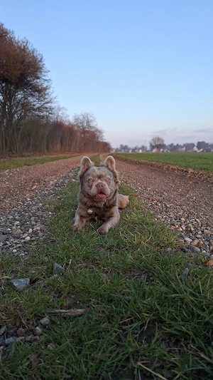 Französische Bulldogge, Rüde 