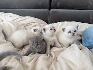 BKH Kitten 