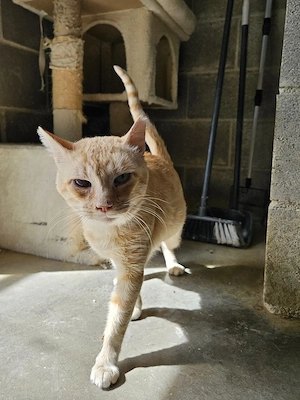 lieber und ruhiger Kater Alvaro (FIV+) sucht ein schönes Zuhause in Wohnungshaltung