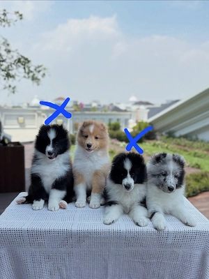 Nur noch 2 Sheltie-Welpen verfügbar 14 Wochen alt 