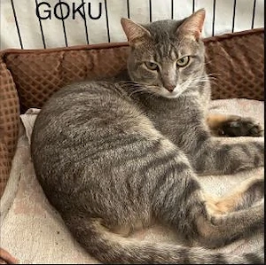 lieber ruhiger Kater Goku sucht ein schönes Zuhause in Wohnungshaltung