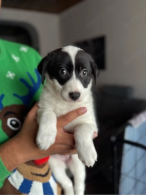 Australien Shepherd Mix