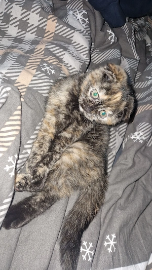 bkh kitten mädchen