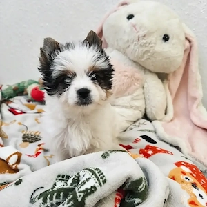 Zwei bezaubernde Biewer-Terrier-Mädchen suchen ein liebevolles Zuhause