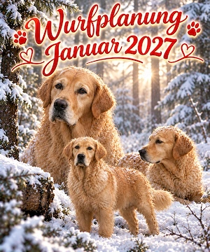 Edle Linien vereint - unsere besondere Golden Retriever Wurfplanung 