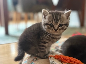 BKH Kitten chocolate tabby