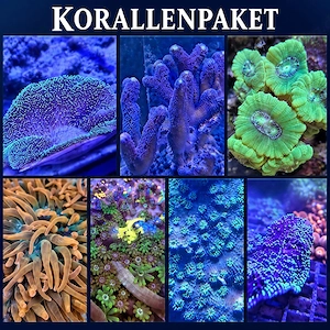 Buntes Korallenpaket abzugeben