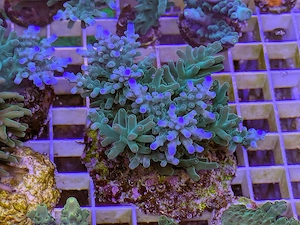 A. echinata, LPS, SPS,Goniopora, Korallen, Ableger,Acropora, Bernardopora, Alveopora,Favia