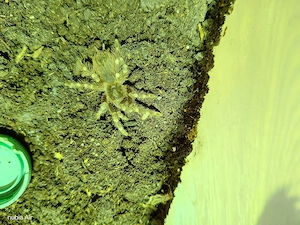 10xAcanthoscurria geniculata kl ca 2 cn
