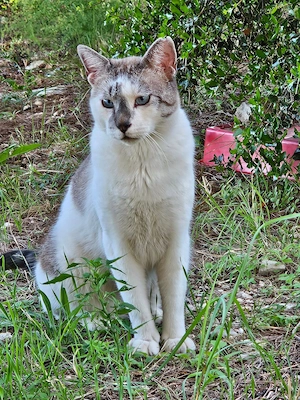 zutraulicher Kater Ernesto wurde beim Umzug einfach zurück gelassen