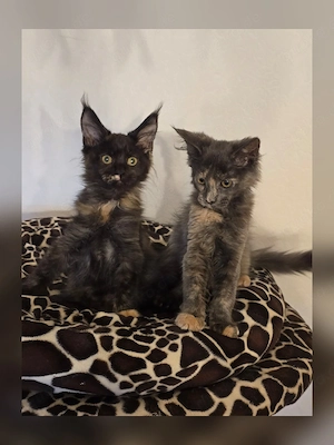 Maine Coon Schwestern 