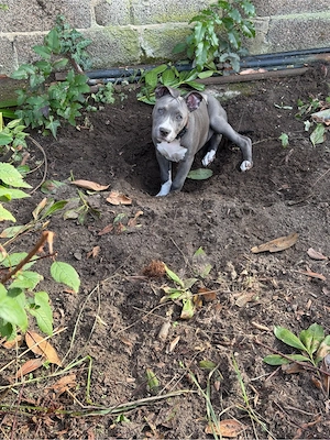 Stafford terrier welpe, blue