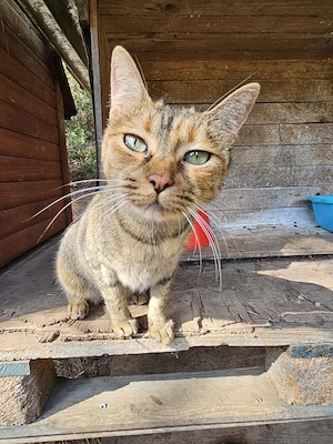 anhängliche Katze Cuca sucht ein tolles Zuhause