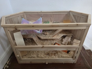 Käfig mit set und 2 mongolische Wüstenrennmäuse paar Weibchen abzugeben 8 monate alt