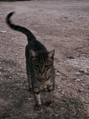 zarte liebe Katze Carmen wurde einfach ausgesetzt
