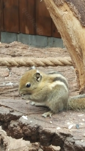Streifenhörnchen Chin. Baumstreifenhörnchen Tamiops weiblich