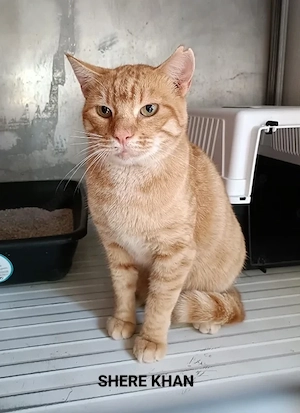 hübscher, ruhiger Kater Shere Khan sucht ein Zuhause als Einzelprinz