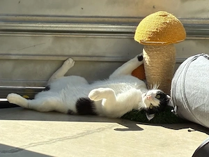zutraulicher und neugieriger Kater Gustav sucht ein tolles Zuhause