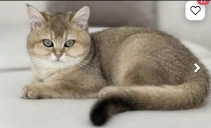 BKH Kitten 