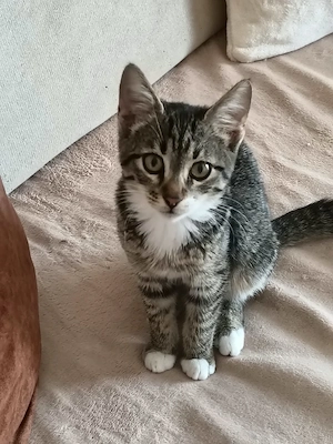 Kitten Katze Tierschutz Bundesweite Vermittlung 