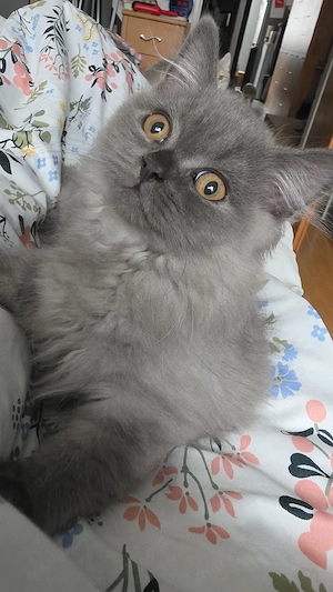 bkh kitten zu verkaufen 