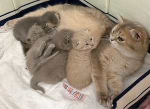 bkh kitten 