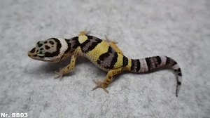 Leopardgecko 2026 Männchen Weibchen