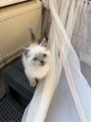 Noch 2 BKH Bärchen suchen eine neue Familie